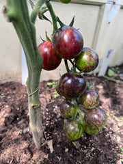 TOMATO - Black Strawberry
